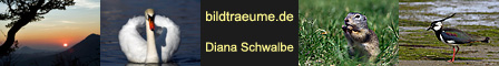 mit einem klick, knnen Sie mein Banner runterladen